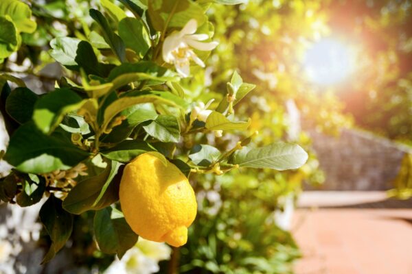Blumenriviera & Farbenglanz der Cote d´Azur – Bild 3