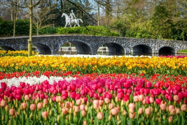 Tulpenblüte Keukenhof