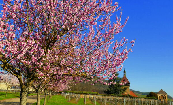 Ostern in der Pfalz