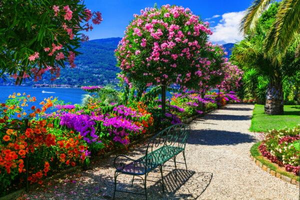 Zur Kamelienblüte an den Lago Maggiore – Bild 2