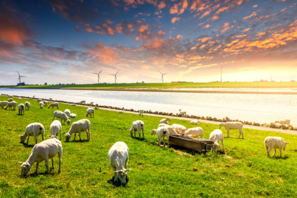 Husum – Bild 2