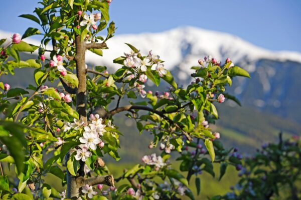 Apfelblüte in Südtirol – Bild 2